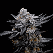 Blood Moon Gelato Ltd Edition Feminized Seeds