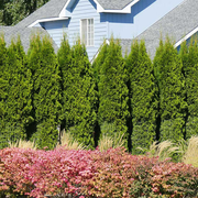 American Arborvitae