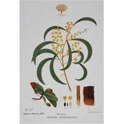 Royal Botanic Garden Tea Towel - Wattle
