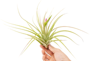 Tillandsia Cuicatlan Air Plants - Rare