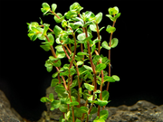 Rose Red Rotala (Rotala macrandra), bunch