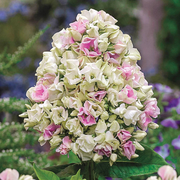 Crème de la Crème Phlox