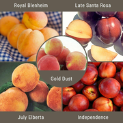 Western "Fruit Salad" 4 on 1 Multi Grafted Fruit Tree