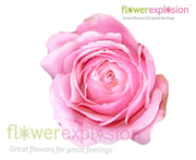 Pink Antique | Pink Garden Rose