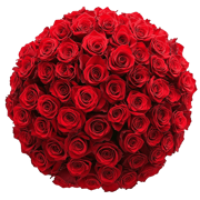 Red Roses for Valentine