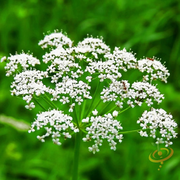 Anise (Aniseed)