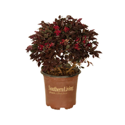 Purple Daydream Dwarf Loropetalum