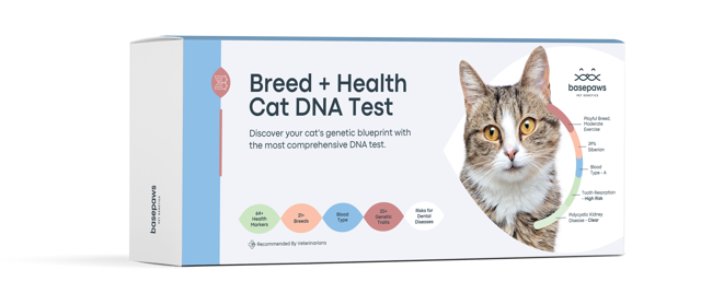 Breed + Health Cat DNA Test Upgrade