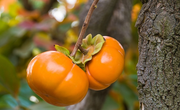 Fuyu Persimmon Tree