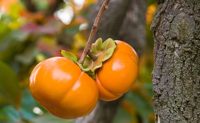 Fuyu Persimmon Tree
