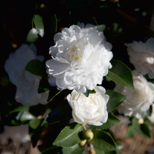 October Magic White Shi Shi Camellia (Sasanqua)