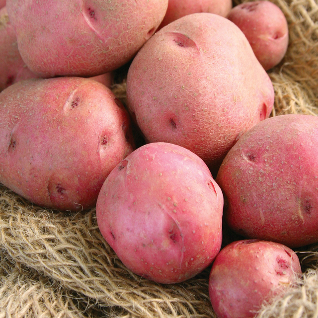 Red Pontiac Potato Tubers