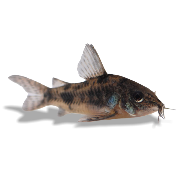 Peppered Cory Catifish (Corydoras paleatus)