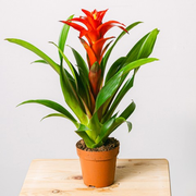 Blooming Heart: Red Bromeliad