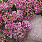 SunSparkler® Lime Zinger Sedum
