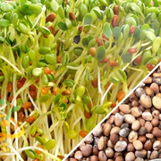 Sprouts/Microgreens - Radish, Classic
