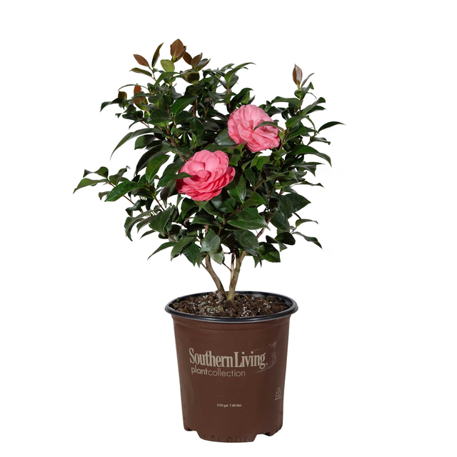 Early Wonder Camellia (Japonica)