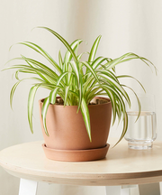 Spider Plant