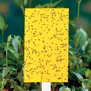Yellow Sticky Insect Traps - Small 