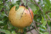 Azadi Pomegranate Tree