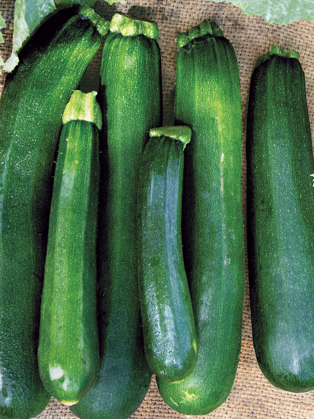 Squash, Zucchini, Black Beauty