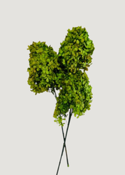 Basil Green Preserved Hydrangea Flower Stem Bundle of 3