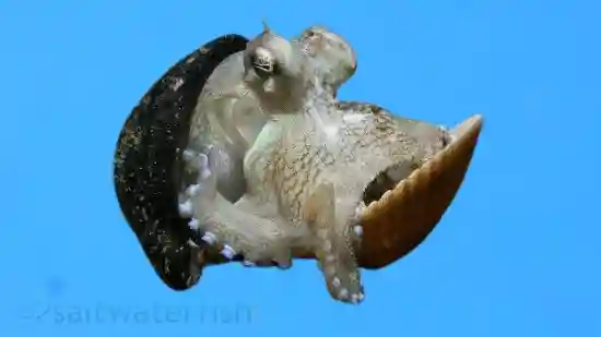 Octopus: Brown - Pacific