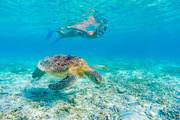Turtle Snorkeling Adventure in Waikiki (Boat Tour)