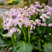 'Fairytale Romance' Pigsqueak (Bergenia)