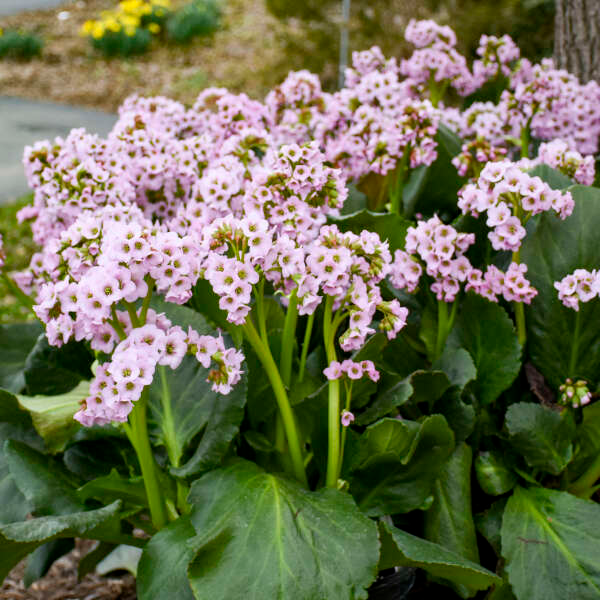 'Fairytale Romance' Pigsqueak (Bergenia)