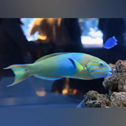 Sunset Wrasse