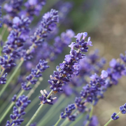 English Lavender