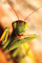 Praying Mantis Egg Cases - Carnivorous General Predator