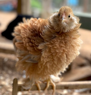 Baby Chicks: Frizzle Easter Egger