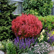 Orange Rocket Barberry