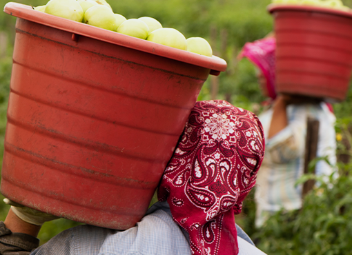 Urgent Immigration Issues in Agriculture