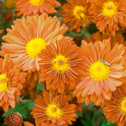 Bronze Daisy Mammoth Mum