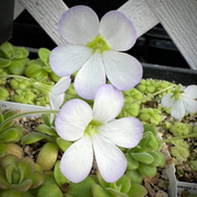 Pinguicula agnata “red leaf” x “El Lobo” BARE ROOT