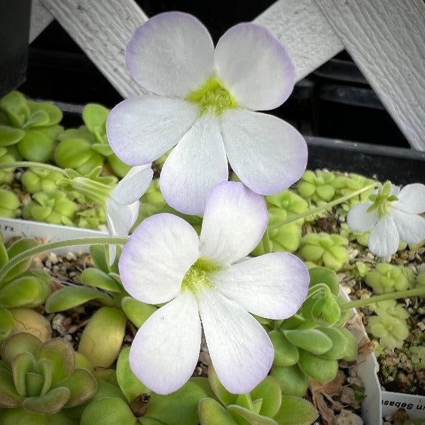 Pinguicula agnata “red leaf” x “El Lobo” BARE ROOT