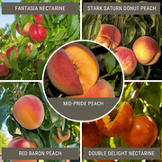 Showy Flowers Peach/Nectarine, 3 on 1 Multi Grafted Fruit Tree