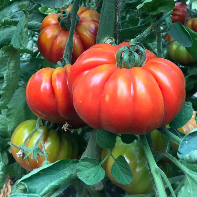 Marmande Marsalato Organic F1 Hybrid Tomato Seeds