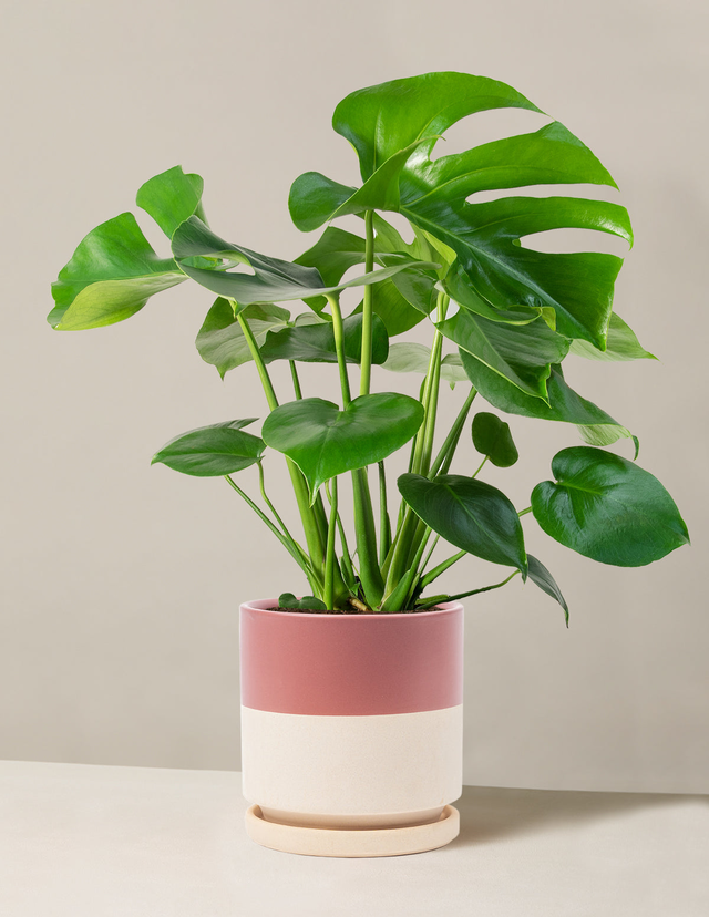 Monstera Deliciosa