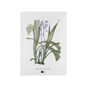 Royal Botanic Gardens Australian Orchids Tea Towel 50x70cm Lilac