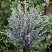 Moon Lagoon Eucalyptus Seeds