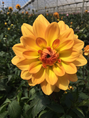 Golden Sunset Dahlia Flower