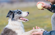 Dog training services in North Bergen, NJ
