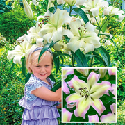 Pretty Woman Lily Tree®