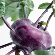 Purple Kohlrabi - Gardyn