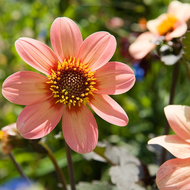 Happy Single® Kiss Dahlia