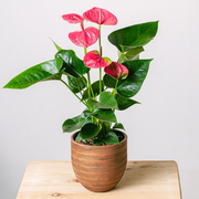 Heart Beats: Anthurium Rosa